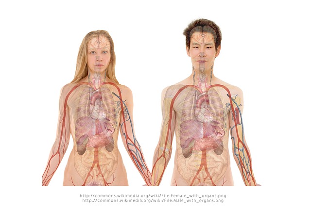 anatomie těl.jpg